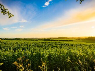 Early morning view of countryside - flower images