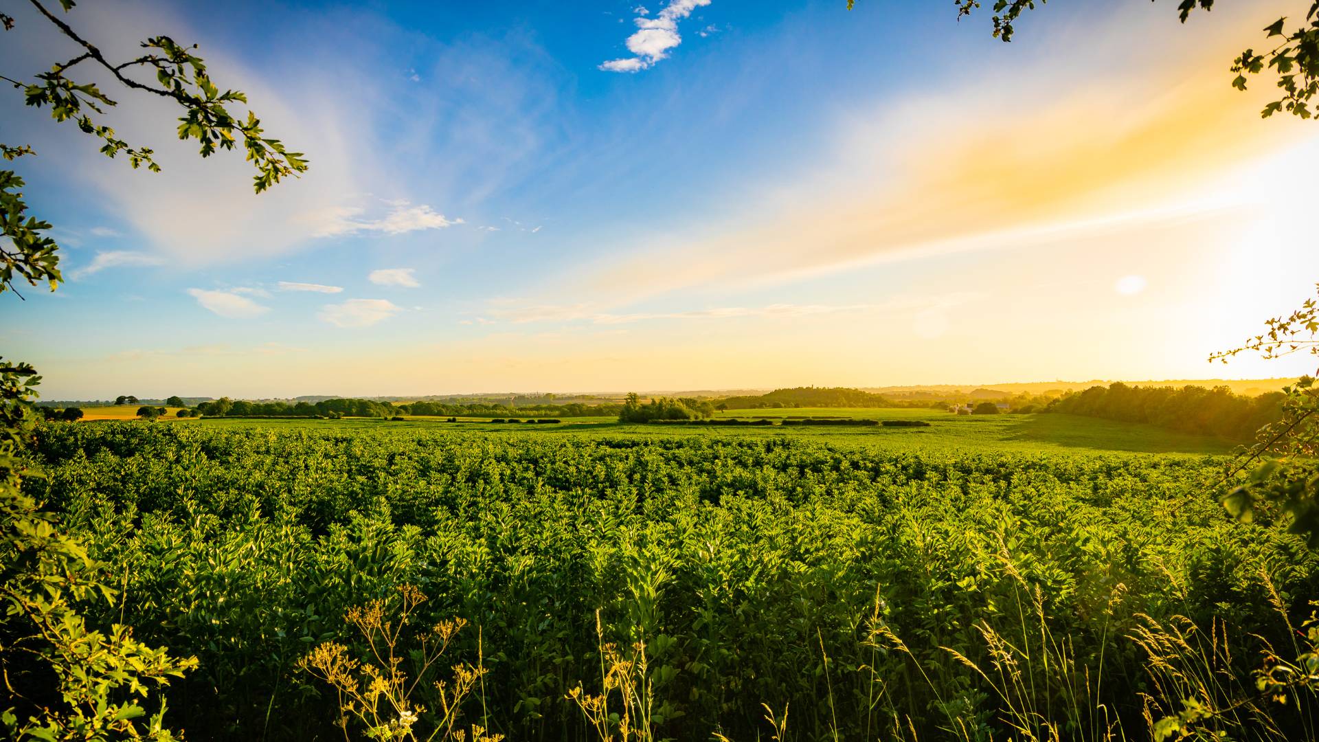 Early morning view of countryside