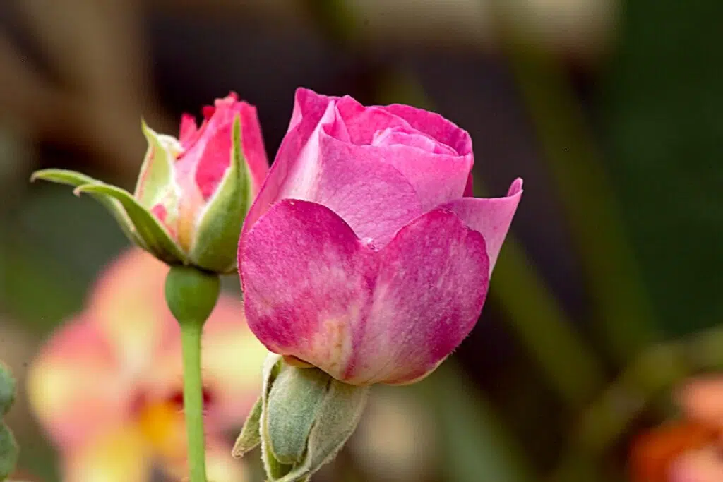 A Close-Up Shot of a Pink Rose