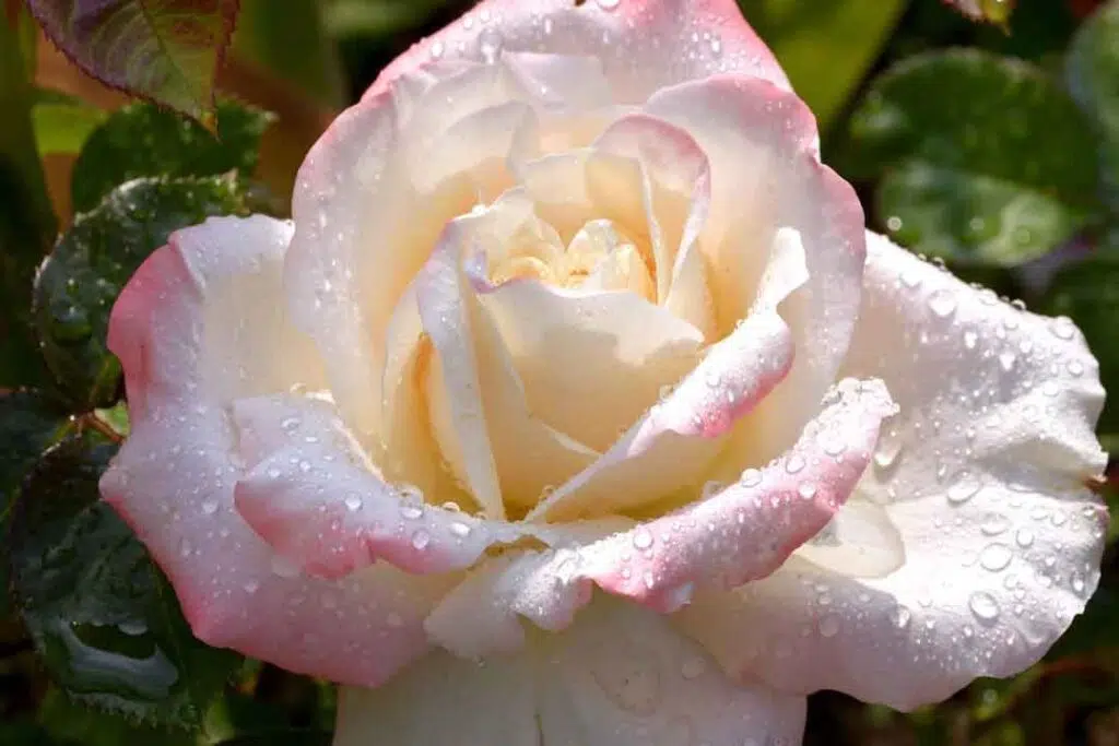 A Close-up Shot of a Rose in Full Bloom with Water Droplets