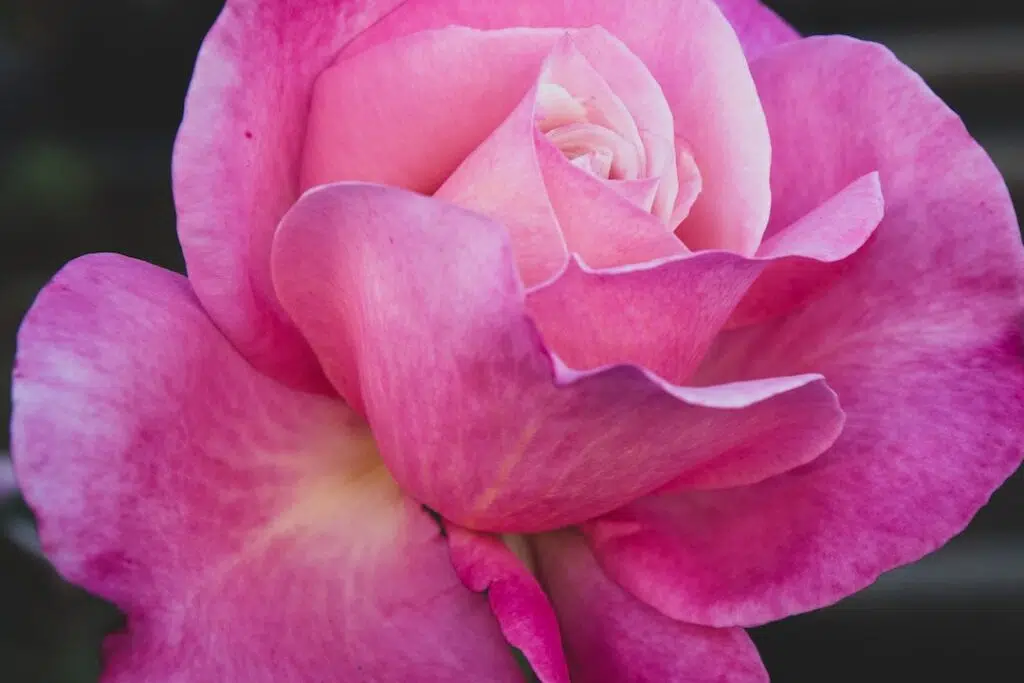 A Pink Rose in Bloom