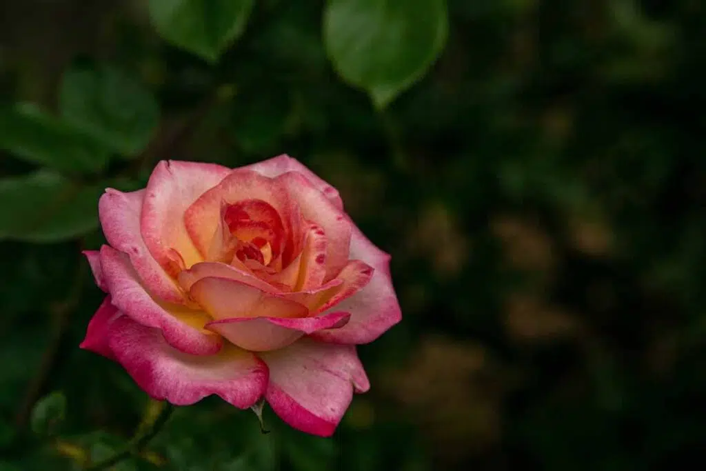 A Pink Rose in Bloom with leaf