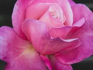 A-Pink-Rose-in-Bloom