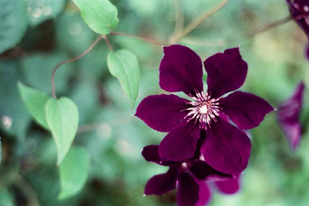 A Purple Flower in Full Bloom with Green Leaves - flower images