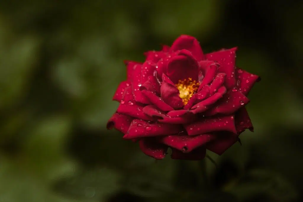 A Wet Red Rose