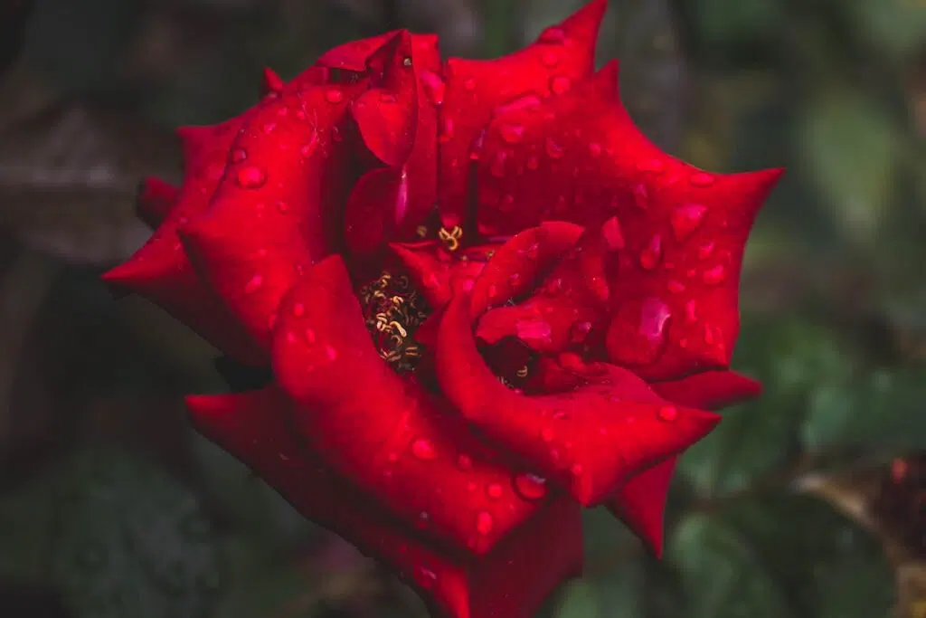 rose flower images