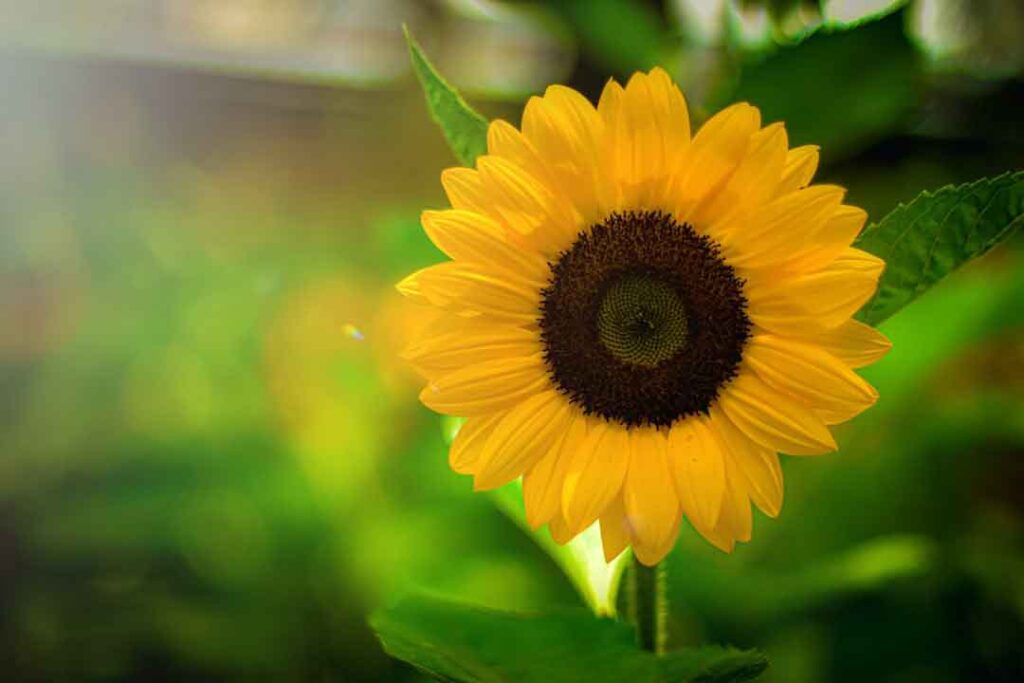 Beautiful Yellow Sunflower - flower images