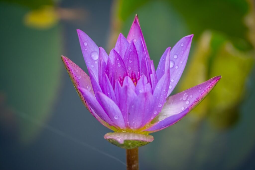 Bloomed Purple Petal Flowers With Dewdrops - flower images