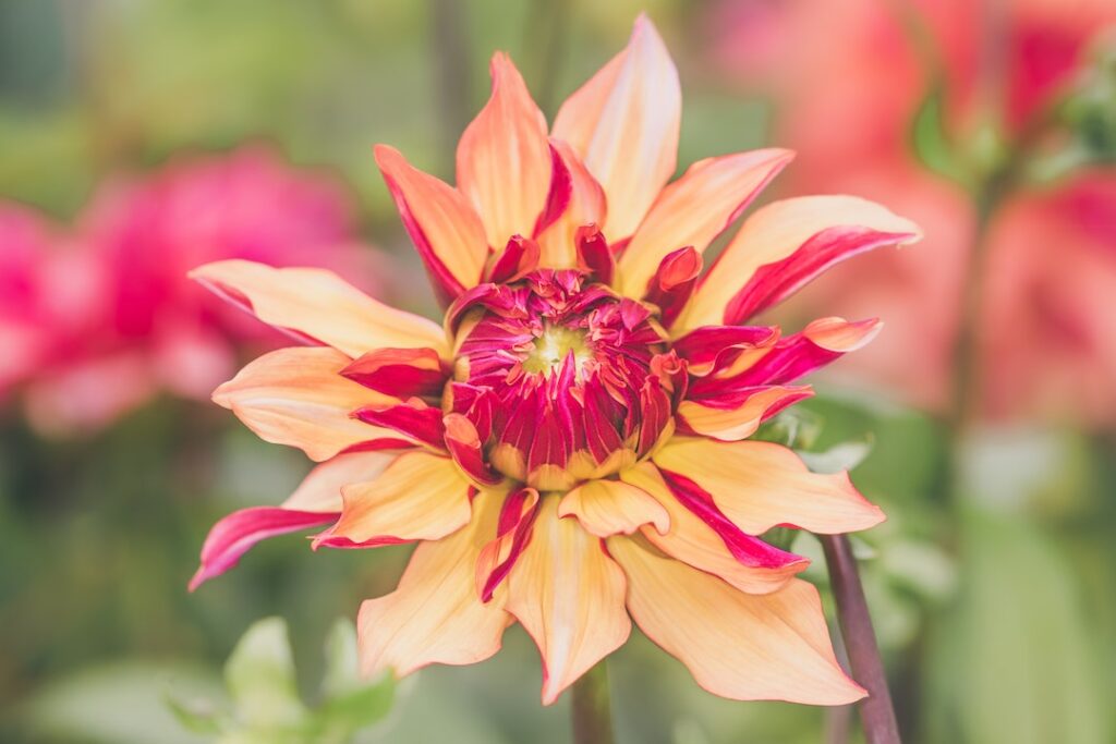 Blooming Multi Colored Flower - flower images