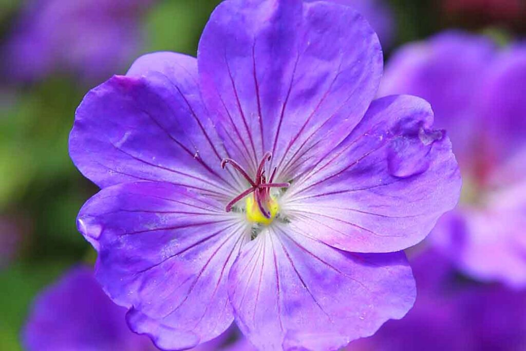 Blue and Purple Flower - flower images