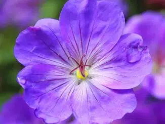 Blue-and-Purple-Flower