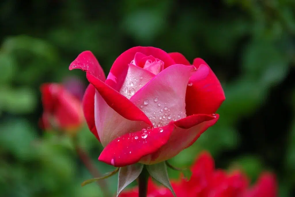 Close Photography of Red and Pink Rose