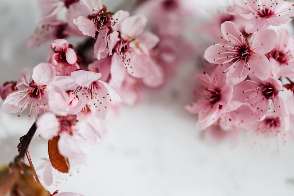 Close Up Photo of Pink Flowers - flower images
