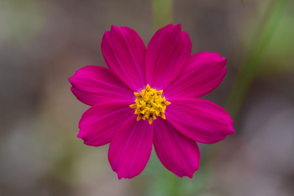 Close Up Shot of Pink Cosmos in Bloom - flower images