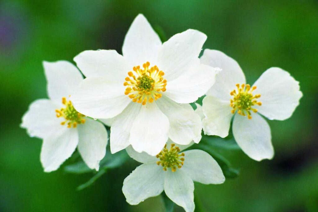 Close Up Shot of White and Yellow Flowers - flower images