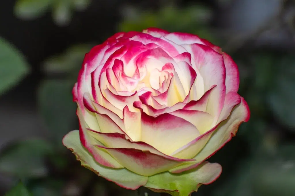 Close-Up Shot of a Rose in Bloom