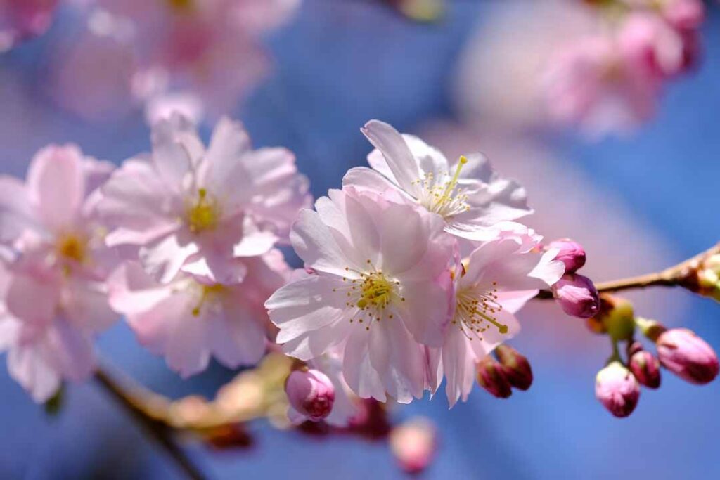 Close up White Cherry Blossoms on a Branch - flower images