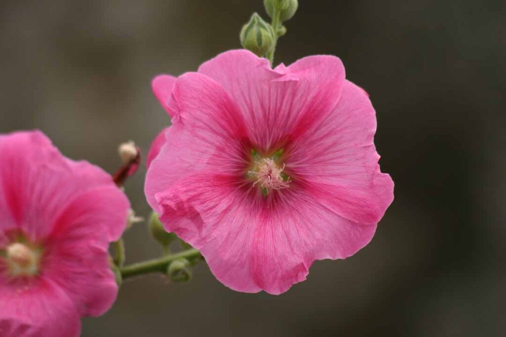 Close up of a Pink Flower 1 - flower images