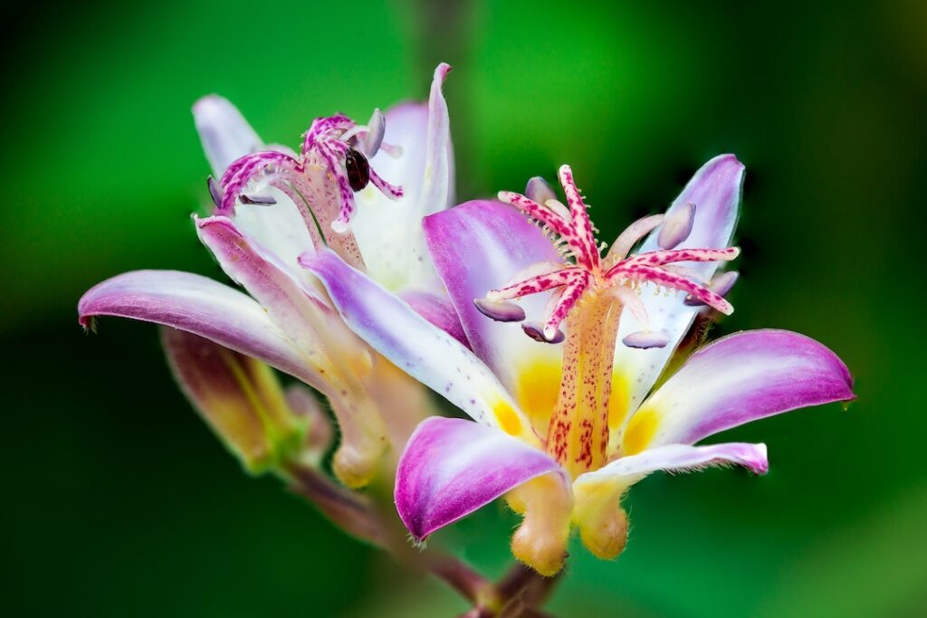 Closeup Photo of Purple and white Petaled Flowers - flower images