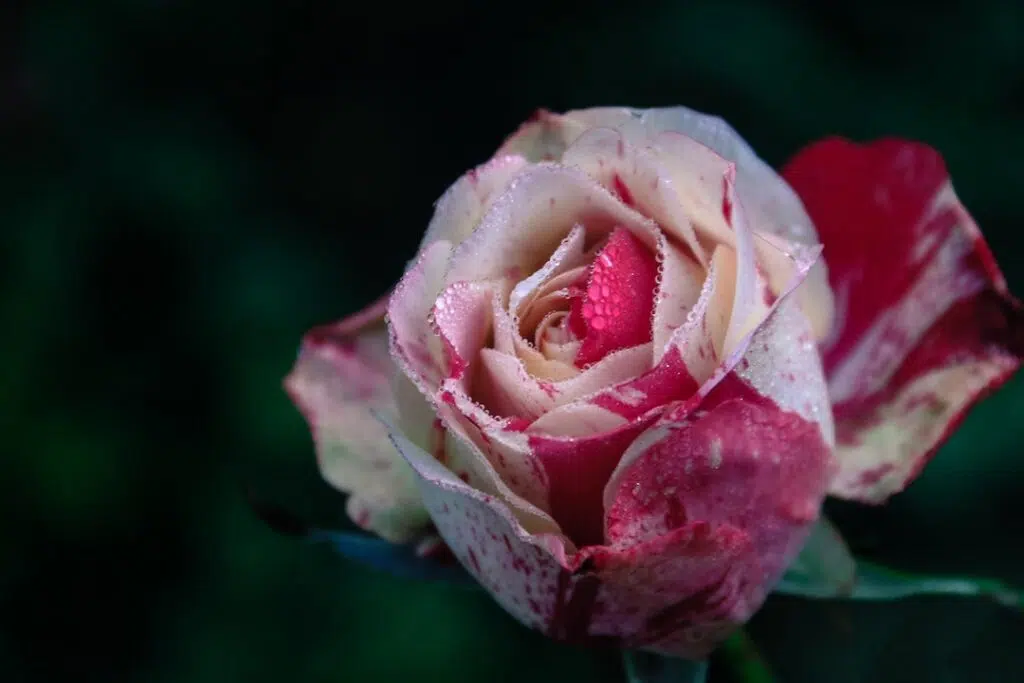 Closeup Photography of White and Pink Rose Flower