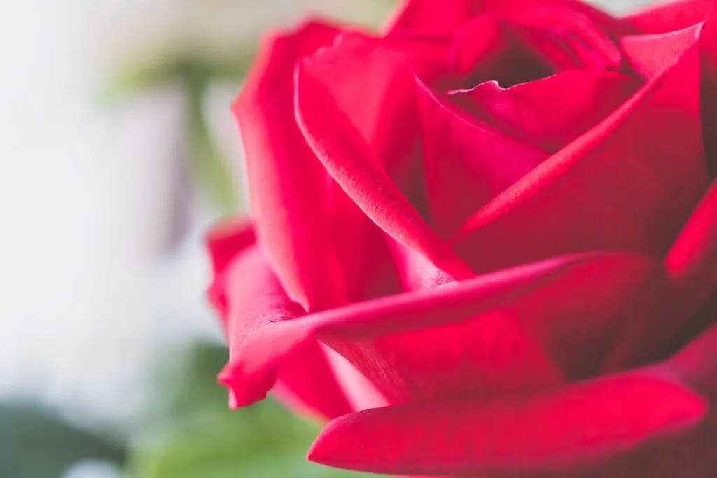 Focus Photography Of Rose