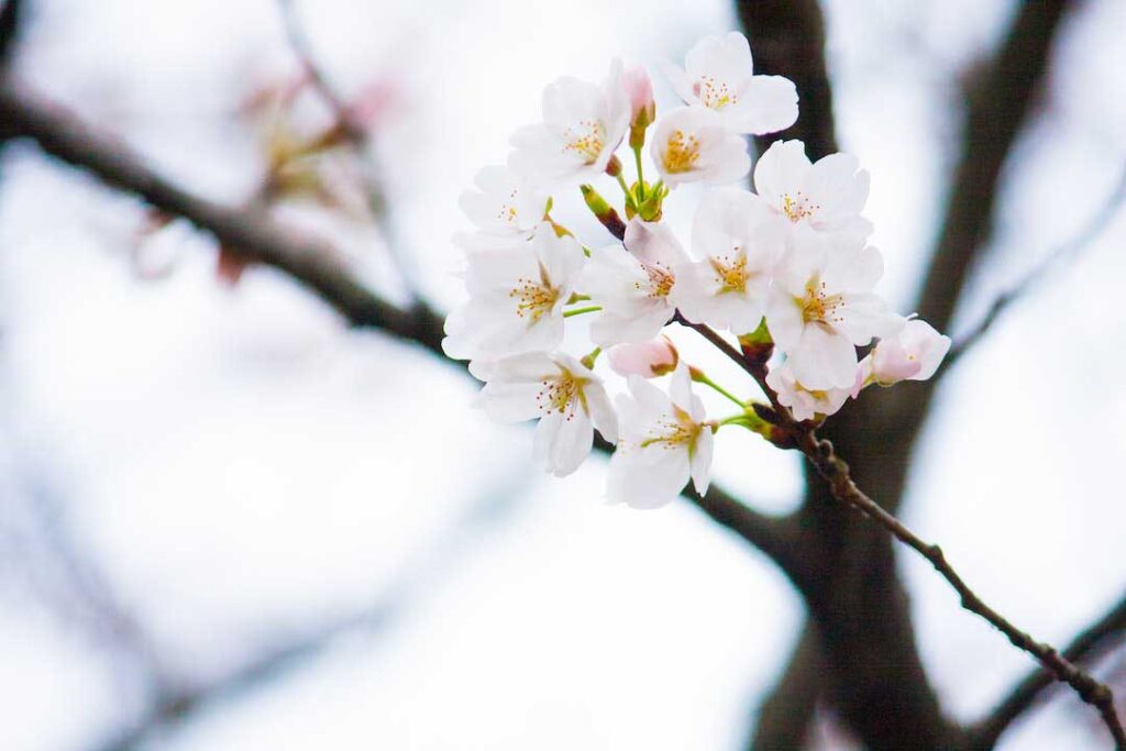 Low angle Selective Focus Photography of White Petaled Flowers - flower images