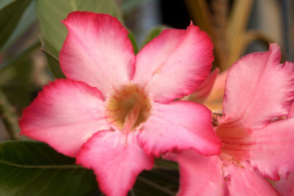 Flower Images