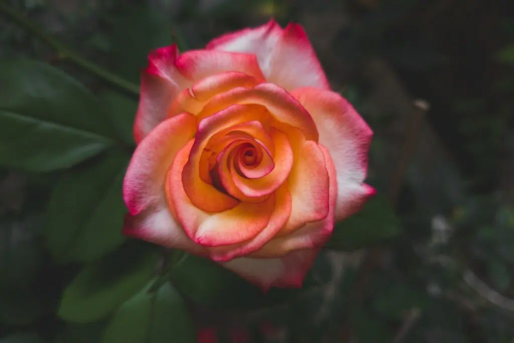Macro Photography of a Blooming Pink Rose