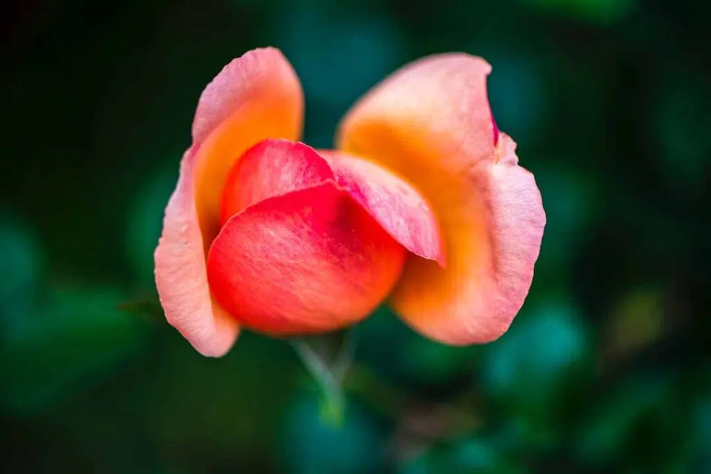 Macro Shot of Rose Petals