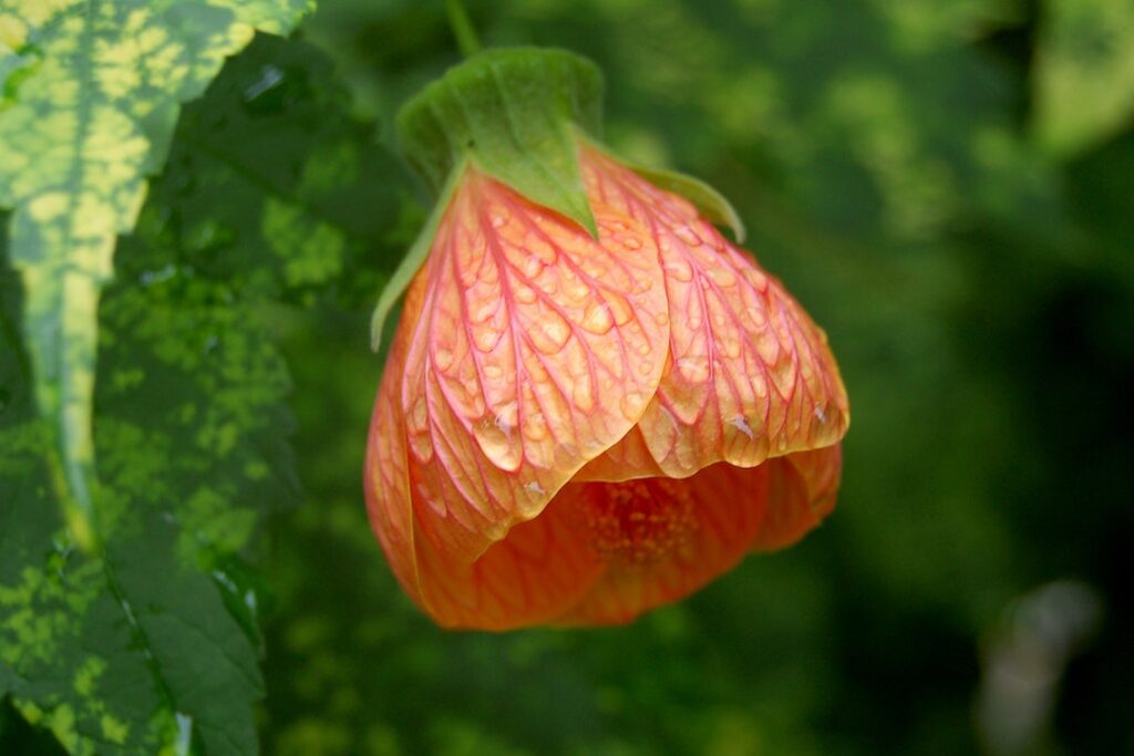 Orange Abutilon Flower in Close up Photography - flower images