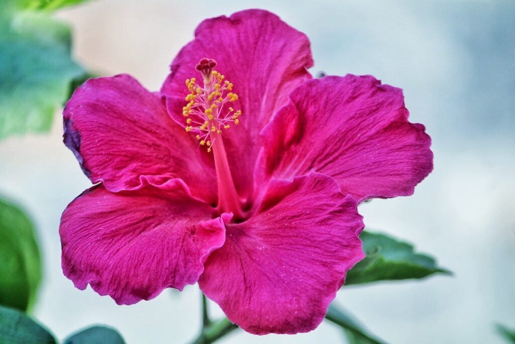 Pink Hibiscus Flower - flower images