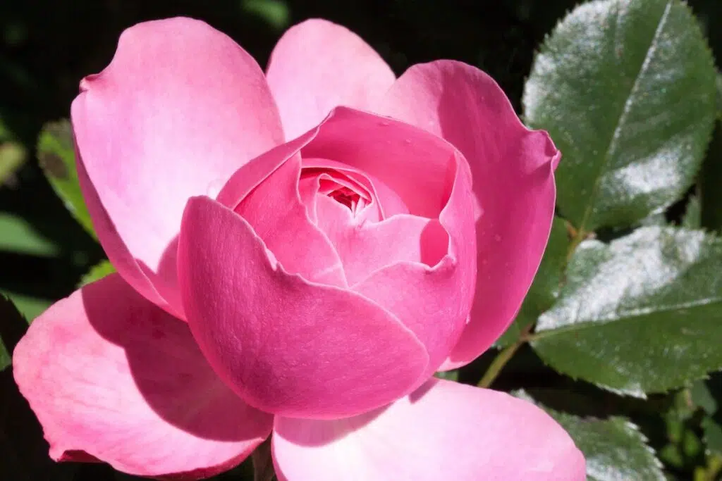 Pink Multi Petaled Flower with leaf