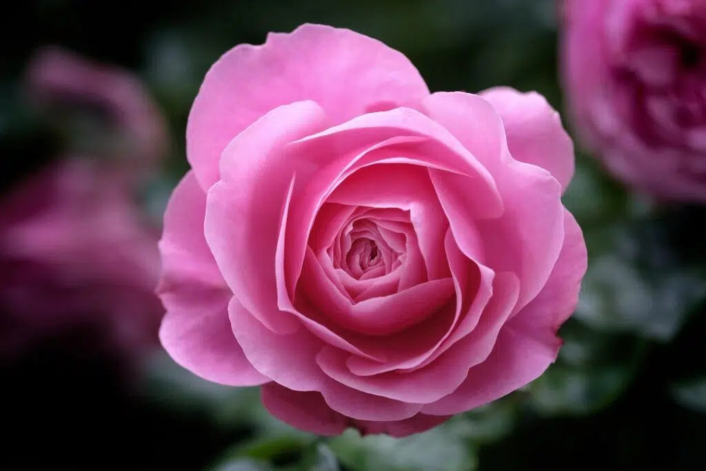 Pink Rose in Bloom
