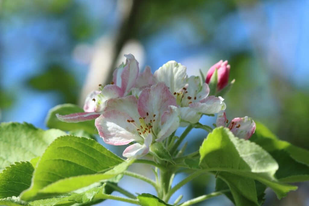 Pink and White Flower With Green Leaves