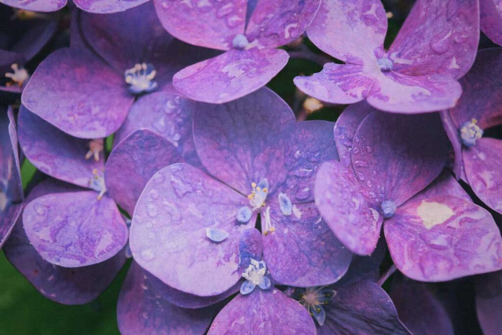 Purple Hydrangeas - flower images
