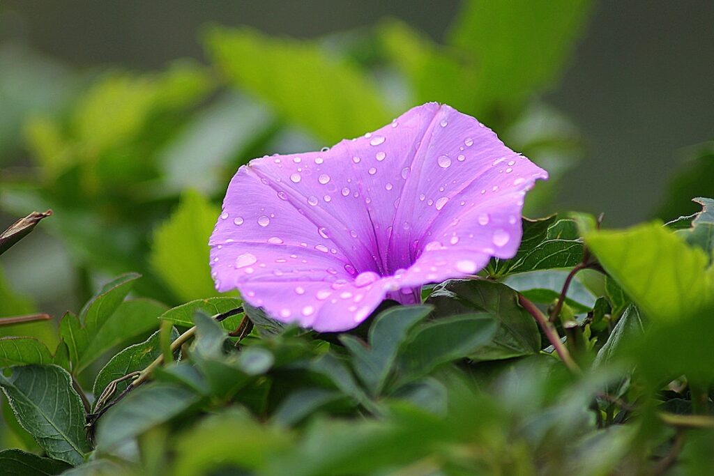 Purple Petal Flower Surrounded by Green Plants during Daytime - flower images