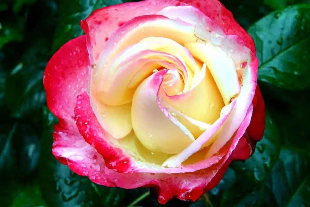 Red Rose Flower