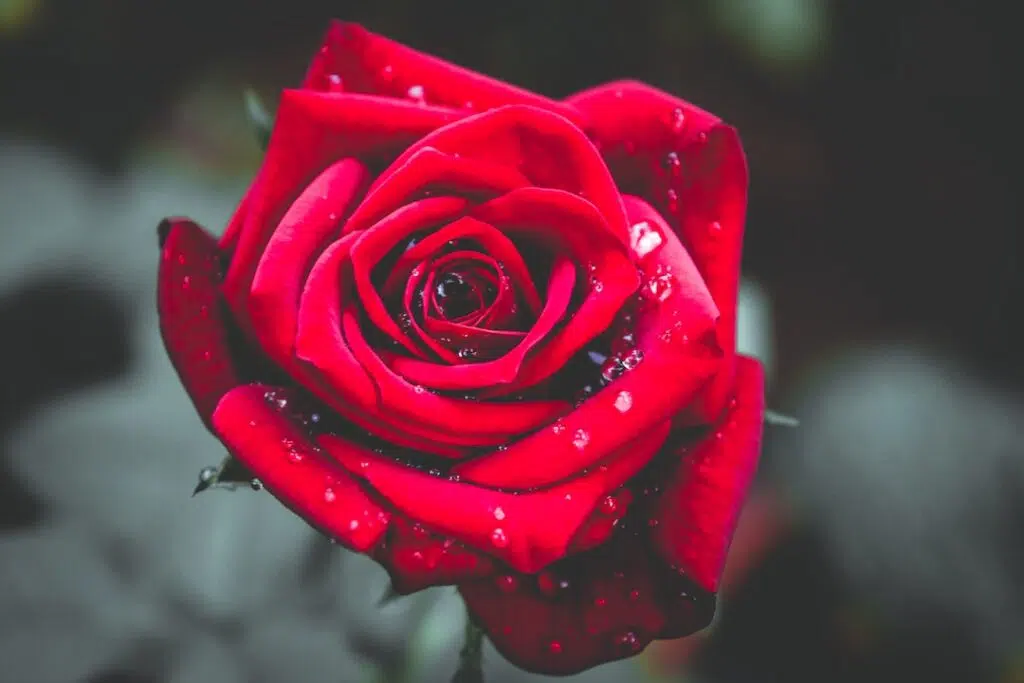 Red Rose in Bloom
