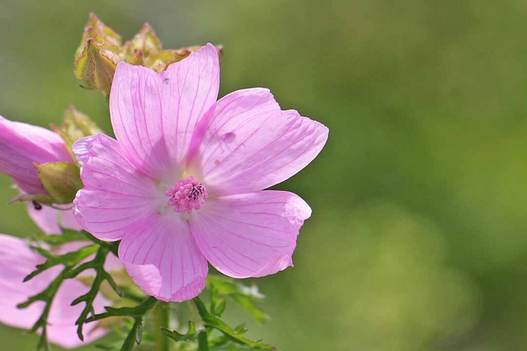 Selective Focus Photography of 5 Petaled Purple Flower during Day Time - flower images