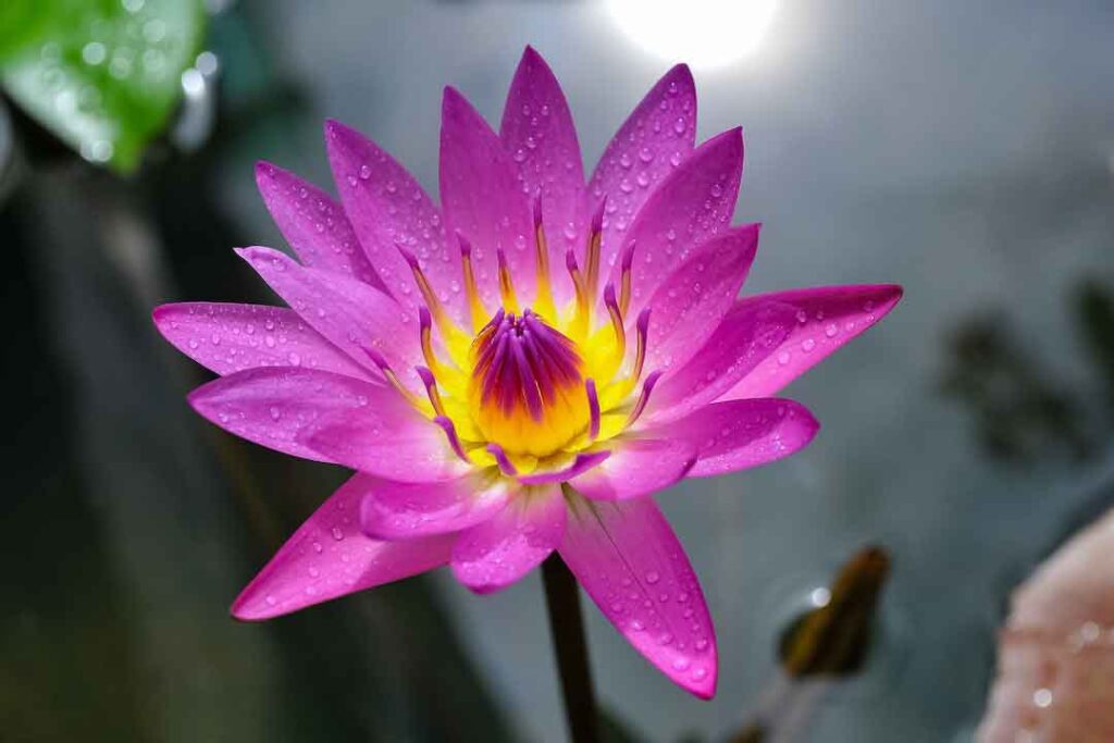 Wet Purple Flower in Close Up Photo - flower images