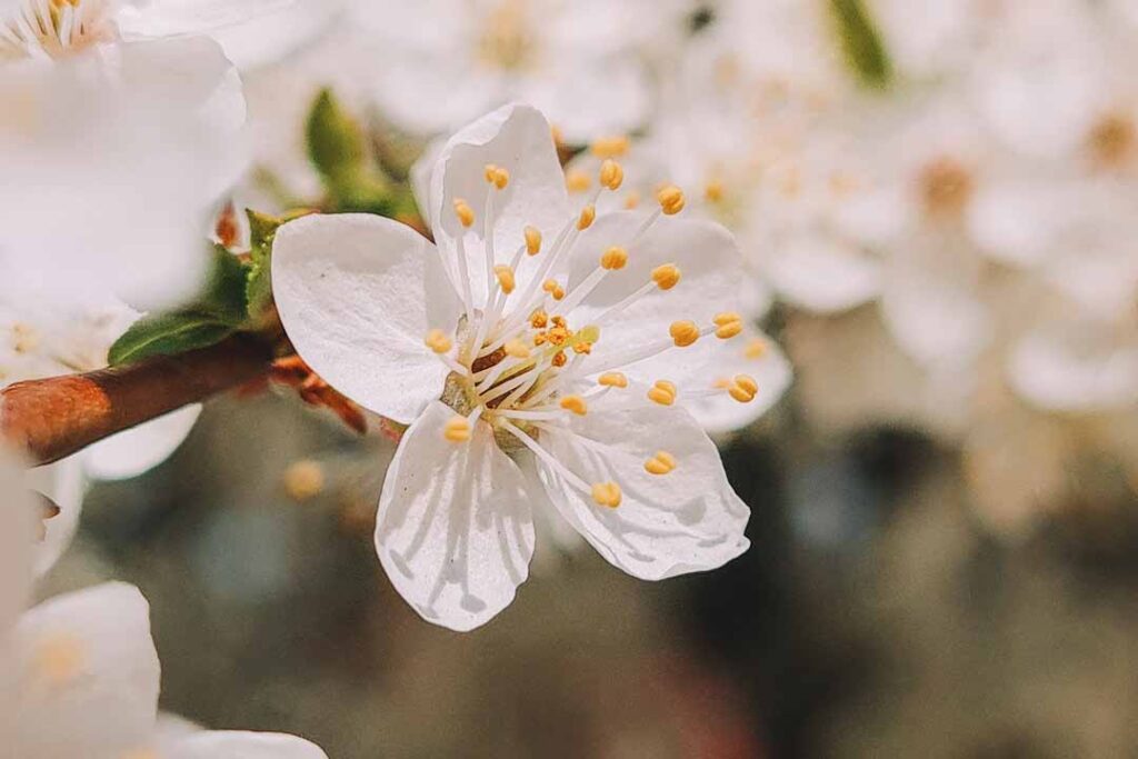 White Cherry Blossom in Bloom - flower images