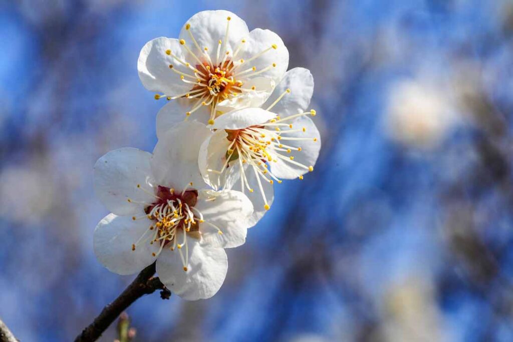 White Cherry Blossom in Close up Photography - flower images