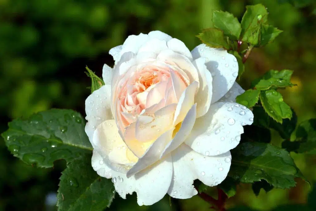 White Flower in Close Up Rose with green leaf