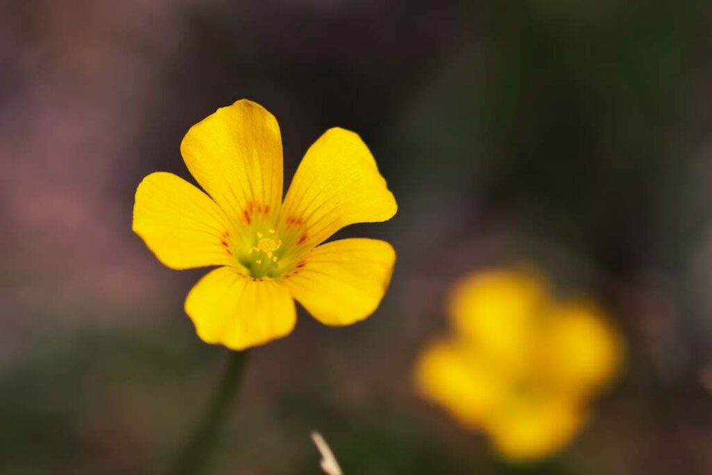 Yellow Flower in close Up Photography - flower images