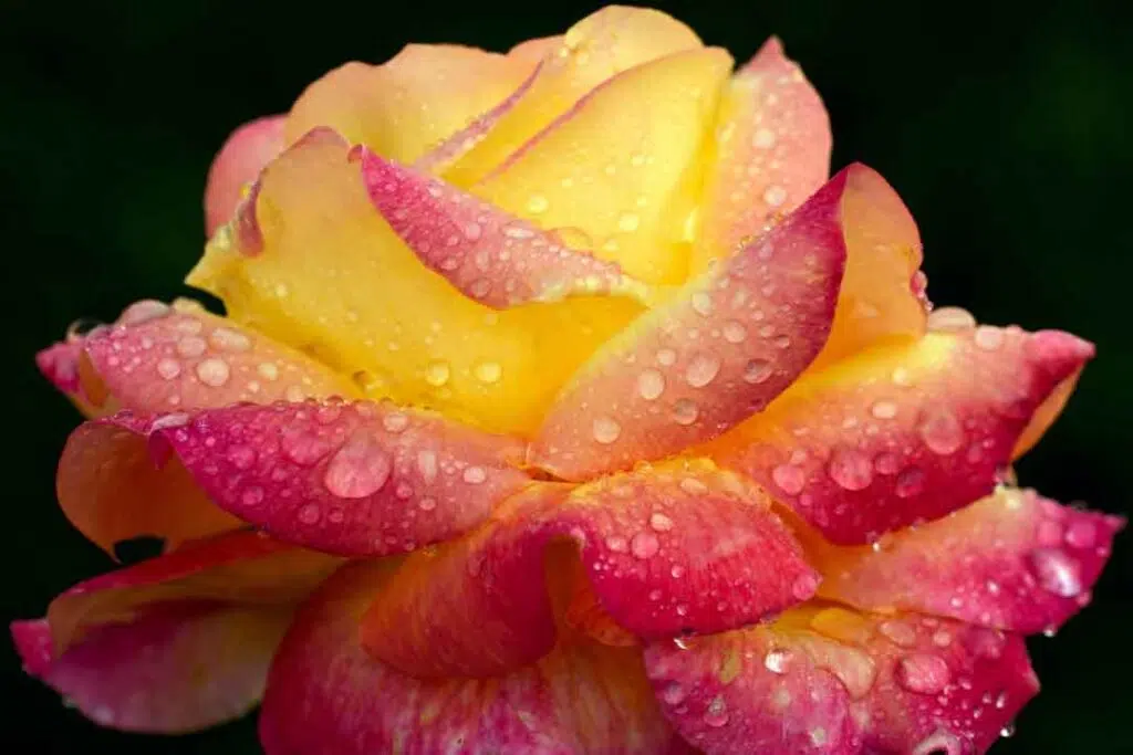 Yellow and Pink Flower in Bloom Rose