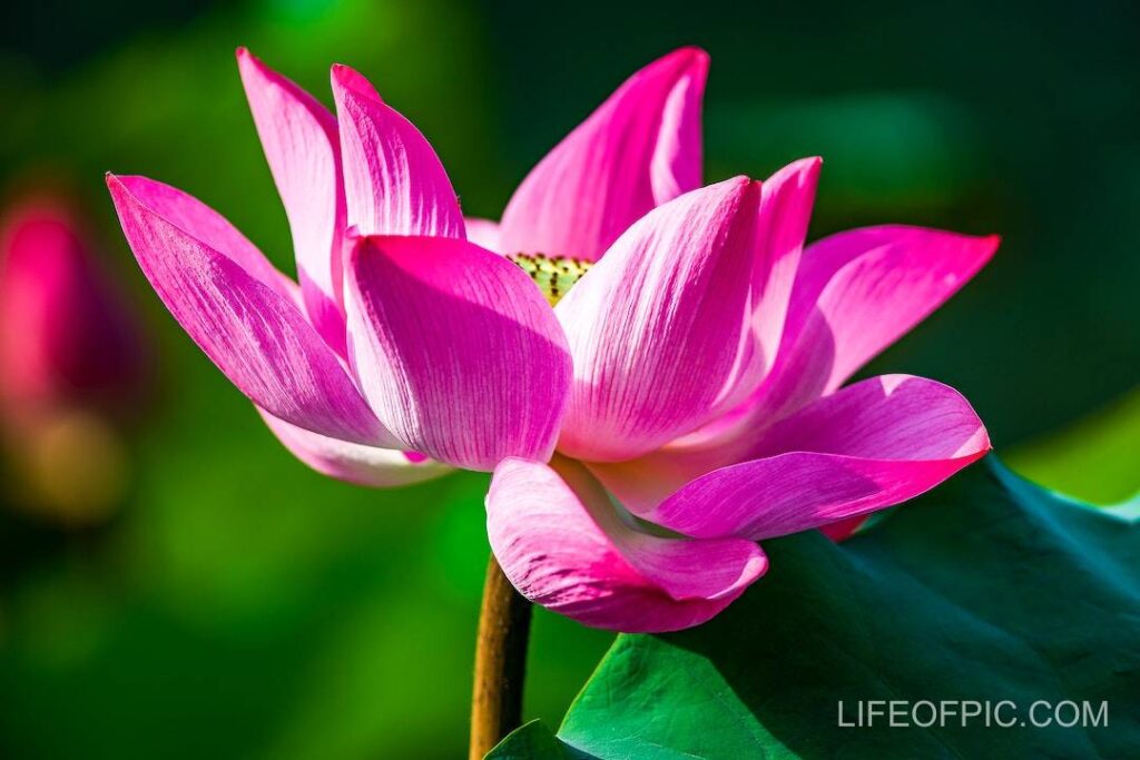 Close Up Shot of a Pink Blooming Water Lily - flower images