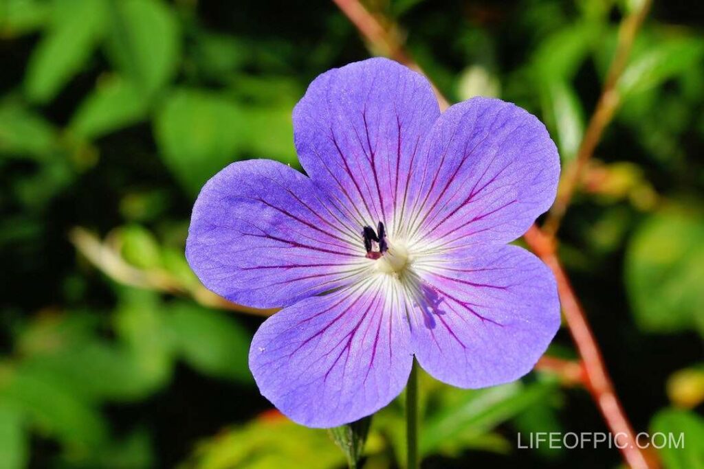 Purple Flower Close Up Shot - flower images