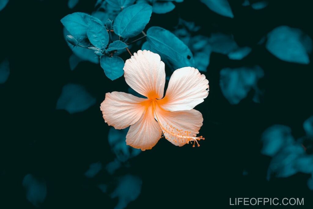 A Close Up Shot of a Peach Hibiscus Flower - flower images