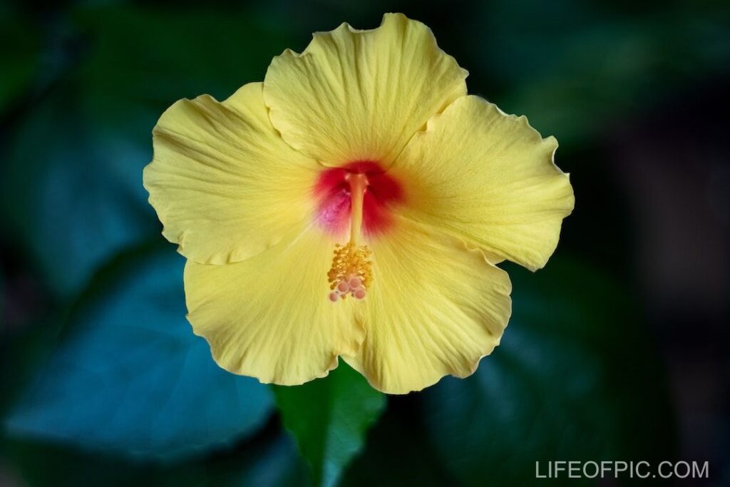 A Yellow Hibiscus Flower in Full Bloom - flower images
