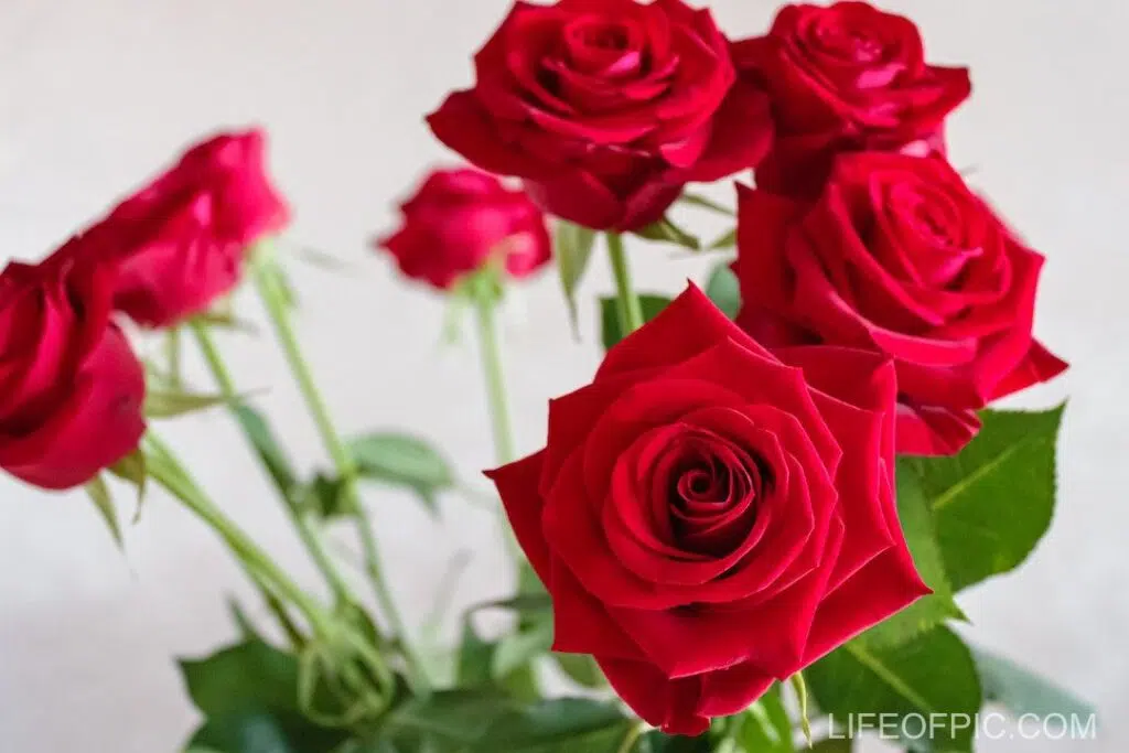 Aromatic red roses in vase in light room - rose flower images